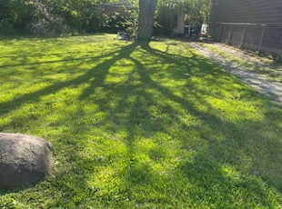 Alexis Z.'s Yard Cutting service result