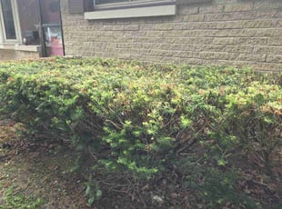 Bush Trimming by Ronnie Anderson for Ellen M. in Milwaukee, WI