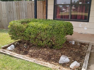 Bush Trimming by Dakota Lally for Teresa G. in Oklahoma City, OK
