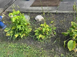 Weeding by Chris Ellis for Candace F. in Indianapolis, IN