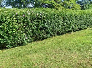 Bush Trimming by Joshua Bauer for Vincenetta p. in Pittsburgh, PA