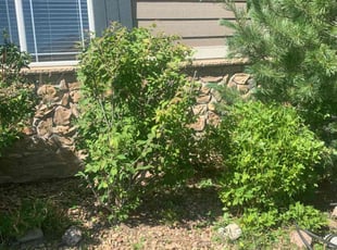 Bush Trimming by Brody Garth for John M. in Parker, CO