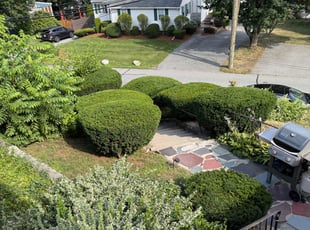 Bush Trimming by Joshua Travis for Ilona F. in Woburn, MA