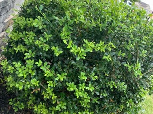 Bush Trimming by Anthony Medlin for Donald M. in Clayton, NC