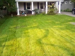 Tina B.'s Lawn Care service result