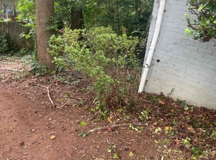 Bush Trimming by Virgil GREENE for Cypress H. in Atlanta, GA