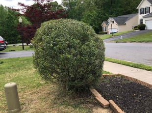 Bush Trimming by Maria Ramos for Reggie S. in Richmond, VA