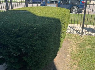 Bush Trimming by Cornelius Eubanks for Leon C. in Chicago, IL