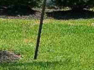 Weeding by Felix Botello for Leonard . in Humble, TX