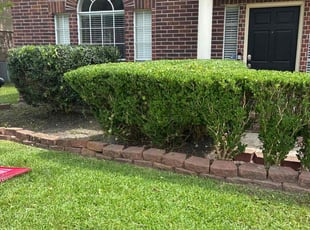 Bush Trimming by Santiago Rodriguez for Alyssa S. in Pearland, TX