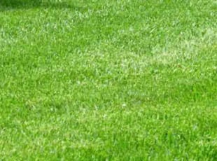 Kenneth G.'s Lawn Mowing Service service result