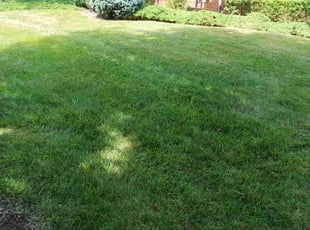 Tye W.'s Lawn Mowing Service service result