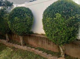 Bush Trimming by Montgomery Roberts for Craig O. in Woodstock, GA