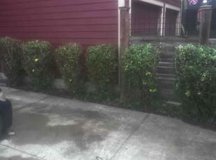 Bush Trimming by James Abernathy for Vada H. in Cincinnati, OH
