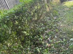 Weeding by Jonatan Santos for Jason B. in Washington, DC