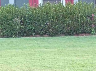 Heidi R.'s Lawn Mowing service result