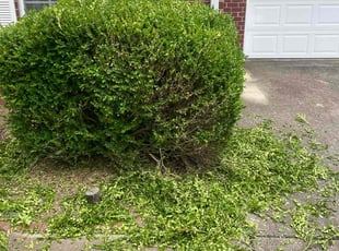 Bush Trimming by D Sheadrick for Rose M. in Murfreesboro, TN