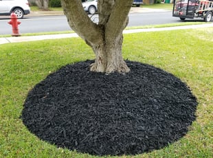 Mulching by Cesar Munoz for Don P. in Cedar Park, TX