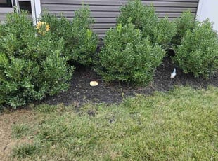 Weeding by Philip Shoop for Seth B. in Dover, PA