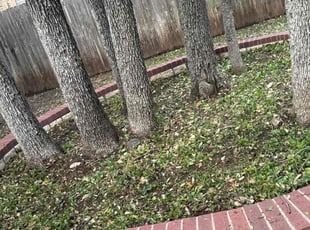 Weeding by Franklin Garcia for Nate L. in Leander, TX