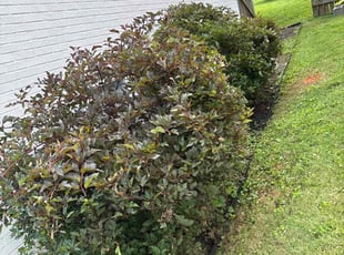 Bush Trimming by Daniel Maldonado for Mary T. in Charlottesville, VA
