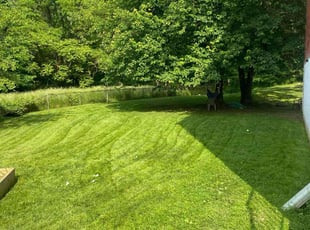 Dorothea B.'s Yard Cutting service result