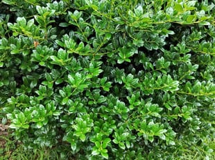 Bush Trimming by Nicole Royster for Fausta V. in Norfolk, VA