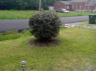 Christina H.'s Bush Trimming service result