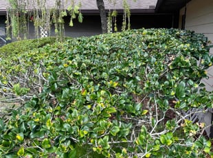 Bush Trimming by Onel Cherilus for Lawrence D. in Orlando, FL