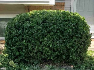 Bush Trimming by Devin Welch for Jeff G. in Wichita, KS