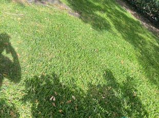 Cheryl L.'s Grass Cutting service result