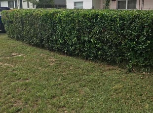 Bush Trimming by Vee Primus for Anita M. in Jacksonville, FL