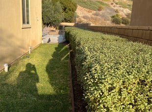 Bush Trimming by Keith Dalke for Jill P. in Chula Vista, CA