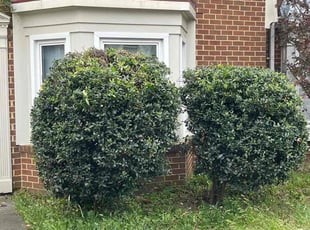 Bush Trimming by Bryan Oren for Kelsey S. in Chesapeake, VA