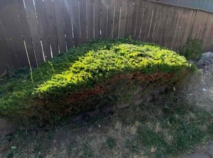 Bush Trimming by Uriel Aldrete for Miguel B. in Sacramento, CA