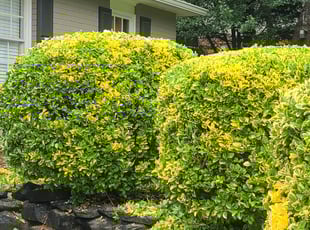 Bush Trimming by Chris Towery for Tiffany V. in Buford, GA