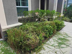 Bush Trimming by Sebastian Damaso for Kesha M. in Riverview, FL