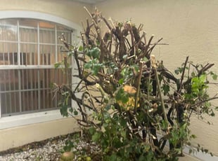 Bush Trimming by Johnny Richardson for Nancy B. in Winter Haven, FL