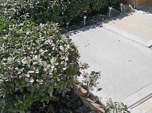 Bush Trimming by Darlette Taylor for Shpat T. in Conroe, TX