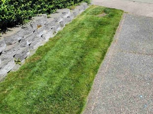 Robert G.'s Grass Cutting service result