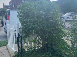 Bush Trimming by Cristian Giron for Monica F. in Philadelphia, PA
