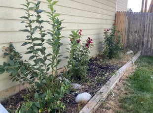 Weeding by Sebastian Heinrich for Shaquita L. in Centennial, CO
