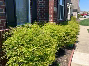 Bush Trimming by Broderick Wilson for Rekha M. in Westfield, IN