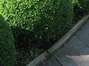 Bush Trimming by Tremon Norris for Greg W. in Hiram, GA