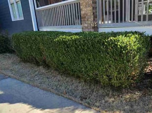 Bush Trimming by Willie P for Elliot G. in Avondale Estates, GA