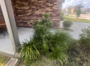 Bush Trimming by Roy Robinson for Remi O. in Katy, TX