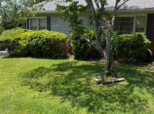 Bush Trimming by Connor Hall for Margaret P. in Asheville, NC