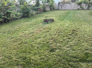Luella C.'s Yard Cutting service result