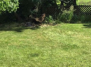 Leaf Removal by Jordan Caple for Donna R. in Reynoldsburg, OH