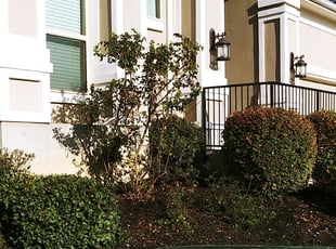 Landscaping by Derek Schoenfeld for Lori L. in San Antonio, TX